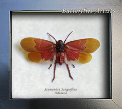 Scamandra Sanguiflua Orange Sunburst Lanternfly Entomology Collectible S... - $42.99
