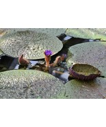 SRN Euryale Ferox Giant Prckly Water Lily 5 Seeds Garden - $16.27