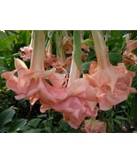 10 Evelyn Rose Angel Trumpet Brugmansia Datura 646 ER Flowers Seeds - $7.39