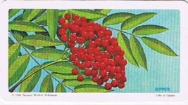 Brooke Bond Red Rose Tea Card #33 Mountain Ash Trees Of North America - £0.77 GBP