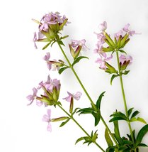 45 Pcs SOAPWORT Seeds - Exotic Amazing Pure Love Beautiful Purple Flowers - £7.75 GBP