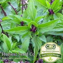 400  Cinnamon Basil Seeds  Fresh Vegetable Herb Seeds - $9.00