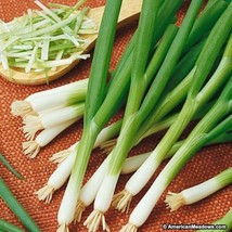 Onion White Bunching 500 Seeds - £8.65 GBP