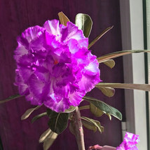 BELLFARM Adenium Desert Rose Seeds White Purple Double Flowers 5-Layers FRESH SE - £2.76 GBP