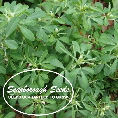 Scarborough Seeds Winter Chervil French Parsley Non Gmo Heirloom 500 Seeds Fresh - £6.93 GBP