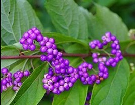 American Beauty Berry Callicarpa Americana 200 Seeds Beautiful - £5.61 GBP