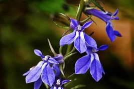 Purple Flower Lobelia vedrariensis, 500 SEEDS D  - £11.24 GBP