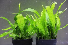 10+ Leaves Aquarium Plants Java Fern Pot Microsorum Pteropus - £20.76 GBP