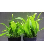 10+ Leaves Aquarium Plants Java Fern Pot Microsorum Pteropus - $25.98