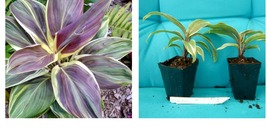 Cordyline Terminalis Hawaiian Ti Plant MISS ANDREA AKA Good Luck Plants - £37.07 GBP