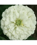100 SEEDS WHITE ZINNIA FLOWER POLAR BEAR FAST-GROW HEIRLOOM PERFECT FOR ... - $8.35