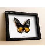 Troides prattorum Buru Opalescent Birdwing Butterfly Framed Entomology S... - $325.00