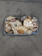 Natural Sea Shells Packed with Varieties Crafts Aquarium Décor - £10.71 GBP