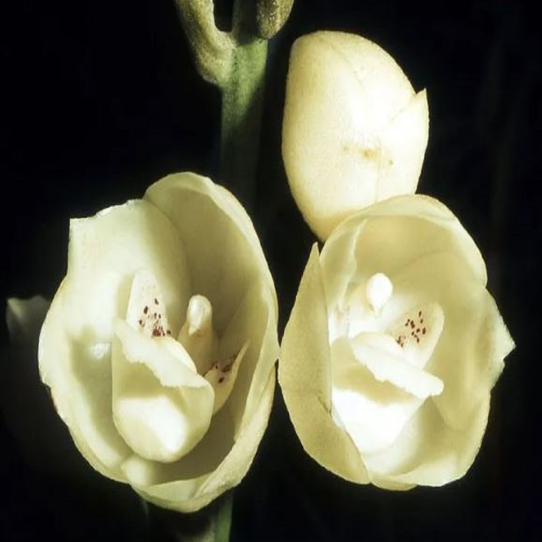 20+pcs dove orchidPeristeria elata Seeds,holy Ghost Orchid Dove  - $9.75