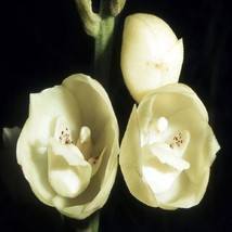 20+pcs dove orchidPeristeria elata Seeds,holy Ghost Orchid Dove  - €8,52 EUR