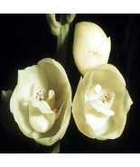 20+pcs dove orchidPeristeria elata Seeds,holy Ghost Orchid Dove  - €8,53 EUR