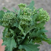 Broccoli Seeds - Raab - Spring Rapini  -  Vegetable Seeds  Outdoor Living  - £25.57 GBP