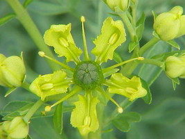 Sell Store 200 Ruta Graveolens Seeds Rue Seeds Medicinal Herb From US - £6.66 GBP