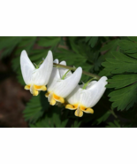 20 Dutchman’s Breeches (Dicentra cucullaria) - €23,57 EUR