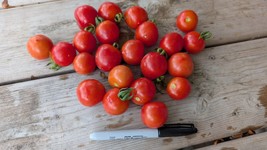 Principe Borghese Italian Heirloom Tomato Seeds – Cocktail Size Sauces S... - $3.33+
