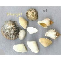 LOT#1, #2 and #3 Mixed Lot of Natural Sea Shells - $8.99
