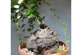 Item image 1 image 1