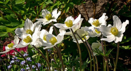 Anemone White Pasque 30 Flower Seeds Pulsatilla Vulgaris Gardening USA SHIPPING - $9.18