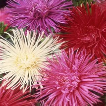 New Fresh Seeds Aster Seeds Aster Callistephus Needle Mix Flower Seed 20... - $19.98