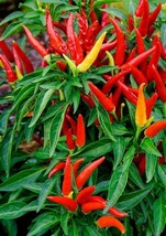 Chao Tian Blaze: Red Cluster Pepper, 1 Bag ( approx 300 seeds / bag) D - $12.35