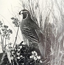 California Valley Quail 1936 Bird Print Nature Collectible Ephemera DWU13 - €17,28 EUR