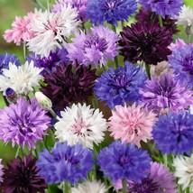 35 Bachelor&#39;s Button Cornflower Mix Long Lasting Annual Flower Seed - £14.40 GBP