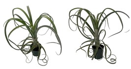 Live Plant - Curly Slim Air Plant Tillandsia intermedia x streptophylla - 4&quot; Pot - £44.32 GBP