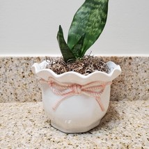 Snake Plant in Upcycled Planter, Sansevieria trifasciata, white pink ceramic pot image 2