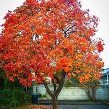 American Persimmon Native Tree 4 Inch Container New Fresh Garden - $56.53 CAD