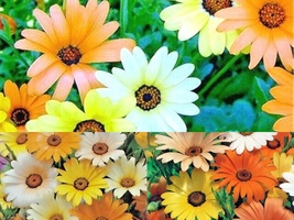 200 Seeds AFRICAN DAISY MIX White Orange Yellow Apricot Drought Tolerant Annual - £13.38 GBP