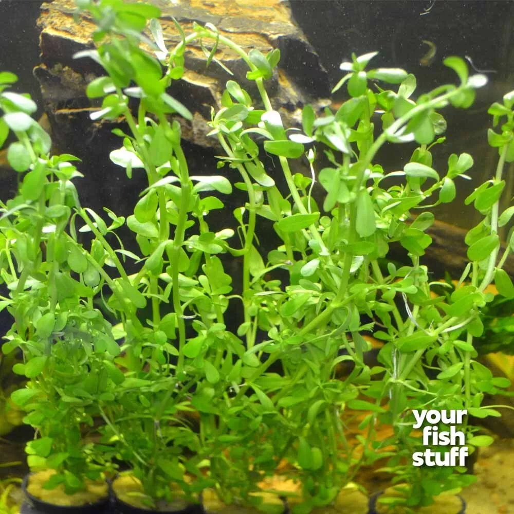 Bacopa monnieri (Moneywort) Live Aquarium Plants - £13.45 GBP