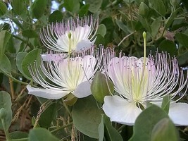 20 Seeds Caper Bush Capparis Spinosa Plant Heirloom R API Dly Enjoy Quick Growth - £7.83 GBP