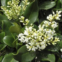 Ligustrum Lucidum Glossy Privet Evergreen Shrub Seeds Garden Fresh USA Shipping - $13.97