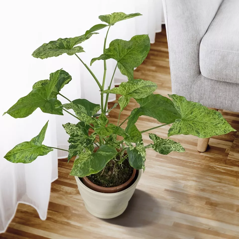 TISSS 15 Seeds Syngonium Mojito House Plant Garden Flowers USA Seller - £7.85 GBP