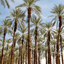 Premium Mazafati Date Palm Seeds (10 Qty) - Grow Your Own Sweet Dates, Ideal for - £4.72 GBP