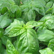 Basil Seeds 500+ Italian Large Leaf Herb  Heirloom  From US - $7.08