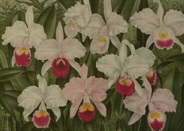 Wall Art Print Jean Jules Linden Field Of Flowers Flower 40x29 29x40 Alabaster - £307.73 GBP