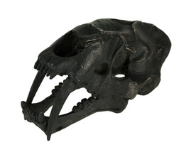 Zeckos Black Saber Toothed Cat Skull Statue Small - £28.93 GBP