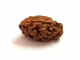 Rare Uno 1 Mukhi Rudraksha Java Origin Lab AA Certified + Powered Quality-
sh... - £47.82 GBP