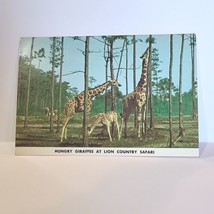 Hungry Giraffes Lion Country Safari Florida Animals Vintage Postcard - £5.44 GBP
