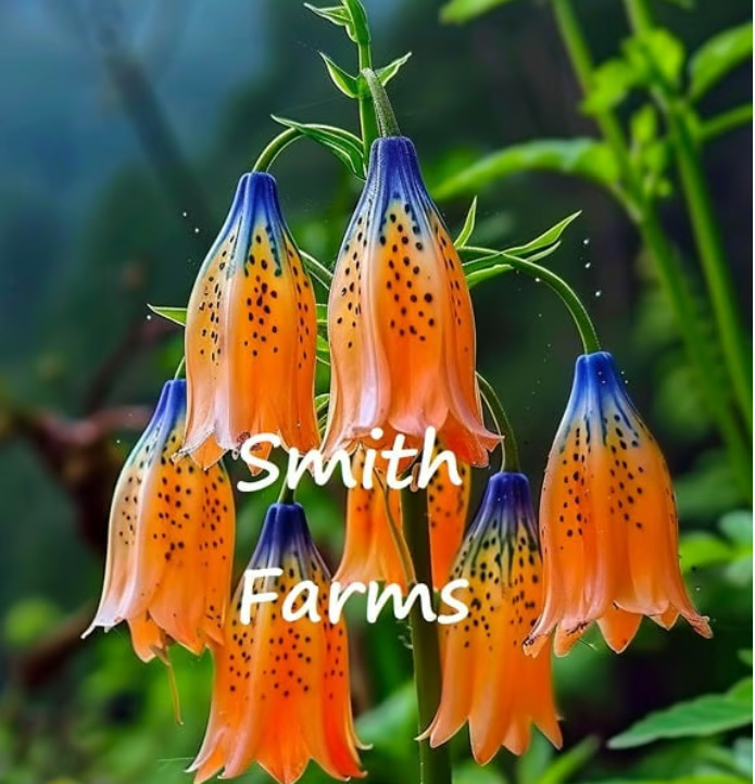 HS 25 Seeds Blue Orange Tibetan Bell Flowers and 50 similar items
