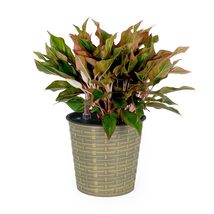 Catleza 13.4&quot; Self-Watering Wicker Decor Planter for Indoor and Outdoor - Round  - £31.61 GBP