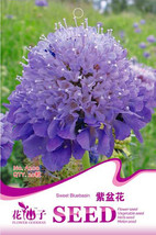 Purple Scabiosa Flower Original Pack 20 - £7.06 GBP