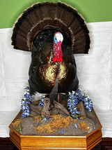 Museum Quality Mounted Taxidermy Turkey W/ Custom Base - £996.89 GBP