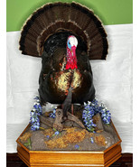 Museum Quality Mounted Taxidermy Turkey W/ Custom Base - £983.06 GBP